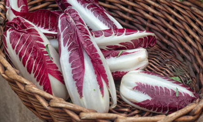 Questa settimana  in regalo con La Nuova Periferia di Settimo la cicoria rossa di Treviso