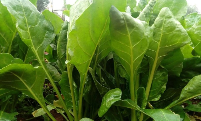 In regalo con La Nuova Periferia di Settimo la bieta verde