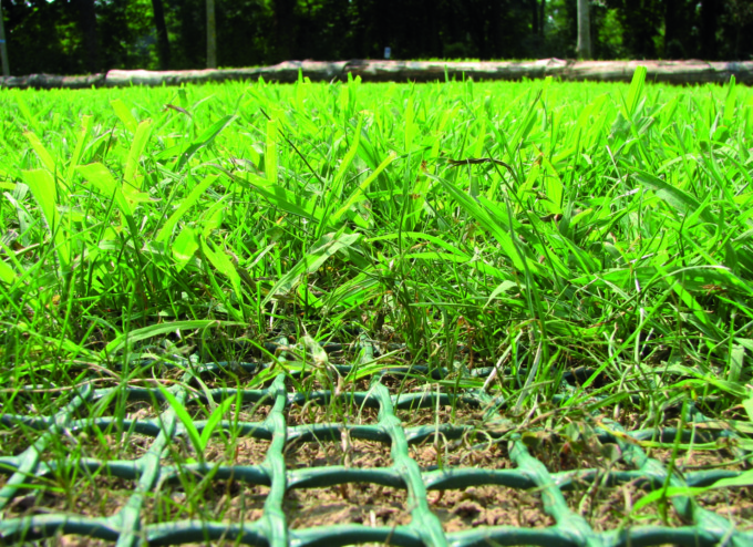 Ecco come proteggere il nostro prato