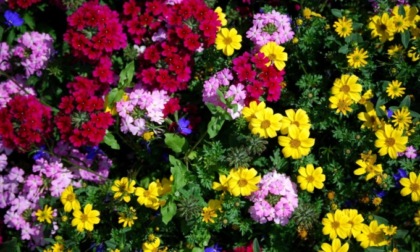 In regalo con La Nuova Periferia di  Settimo i semi di coloratissimi Fiori d'estate