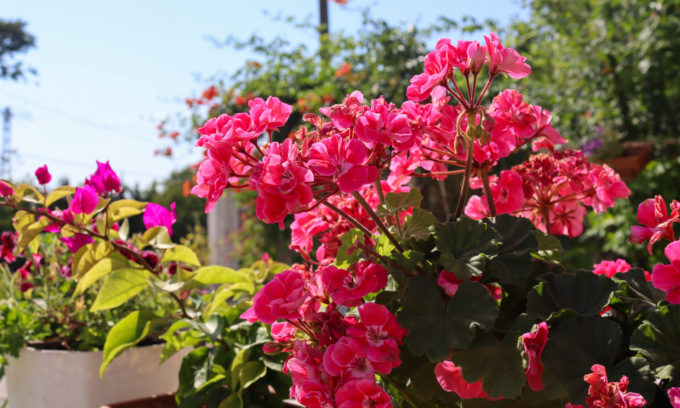 In regalo con La Nuova Periferia di Settimo  i semi di Bella di notte