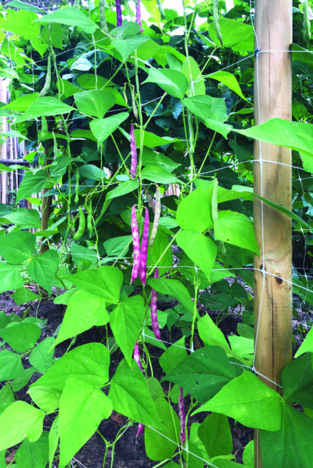 Reti e tutori per far crescere rigogliosi ortaggi e fiori