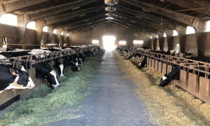 Un bando da 7 milioni per il benessere dei bovini da latte e da carne