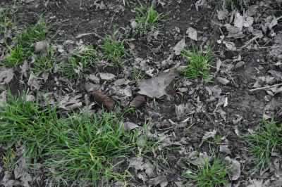 Deiezioni canine: oltre una multa al giorno dopo l’arrivo della «task force»