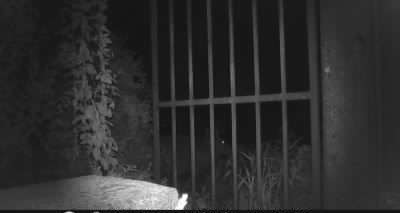 «Mi sono trovato un cinghiale nel garage»