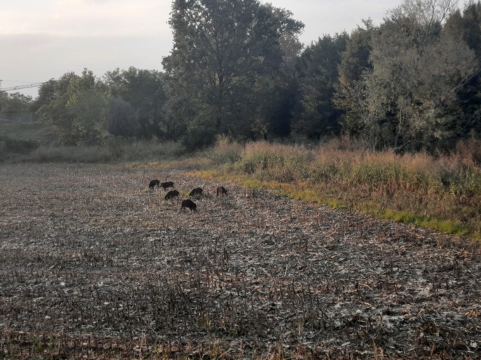 Ancora emergenza cinghiali: sei, in pieno giorno in giro sui campi dietro il cimitero di Castiglione