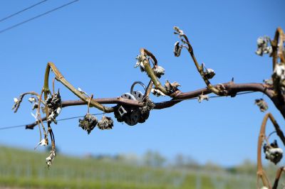 Danni all’agricoltura a causa delle gelate; in arrivo per il Piemonte 13,4milioni di euro