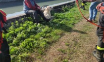 Cane cade nel canale, recuperato dai Vigili del fuoco
