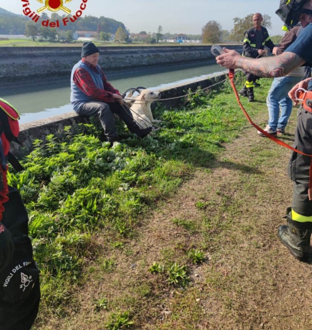Cane cade nel canale, recuperato dai Vigili del fuoco