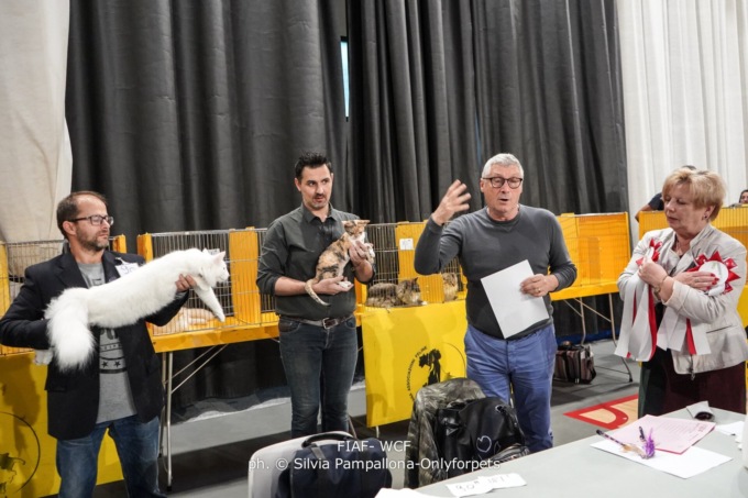 L’esposizione internazionale felina  in scena a San Mauro nel weekend