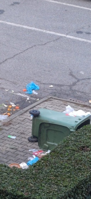 Cinghiali in piazza Nassiriya a San Mauro