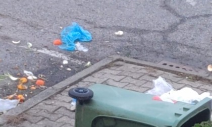 Cinghiali in piazza Nassiriya a San Mauro