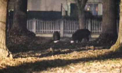 San Mauro, ancora cinghiali in piazza Nassiriya