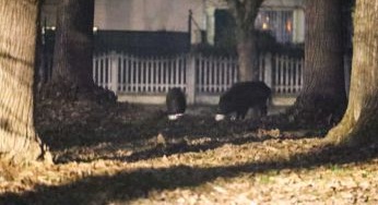 San Mauro, ancora cinghiali in piazza Nassiriya