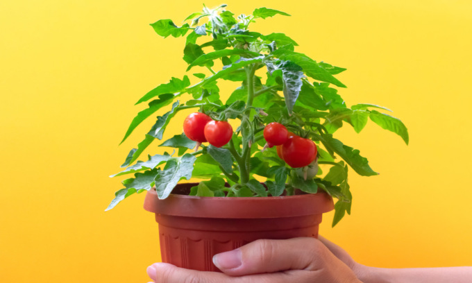 In regalo con La Nuova Periferia di Settimo i pomodori ciliegino