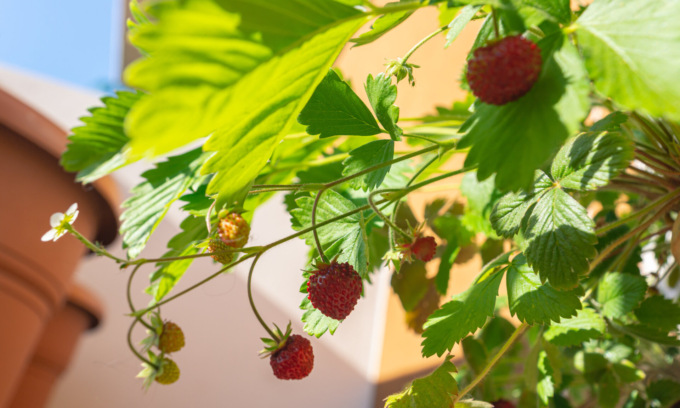 In regalo con La Nuova Periferia di Settimo le fragoline di bosco