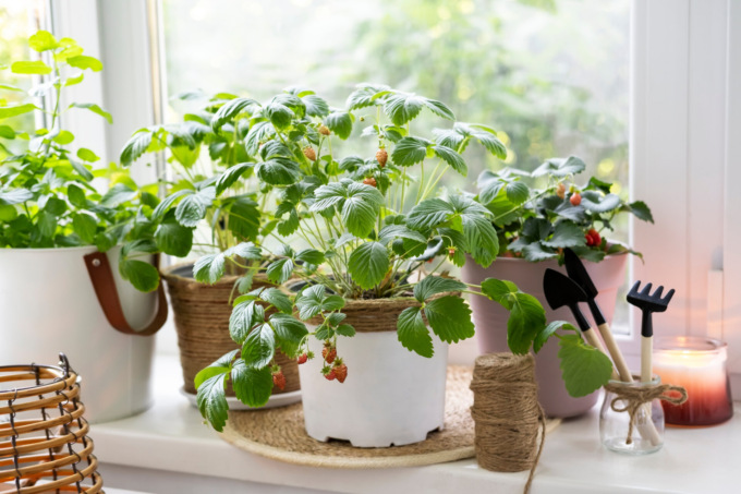 Fragole di bosco: piccoli frutti dolci e delicati