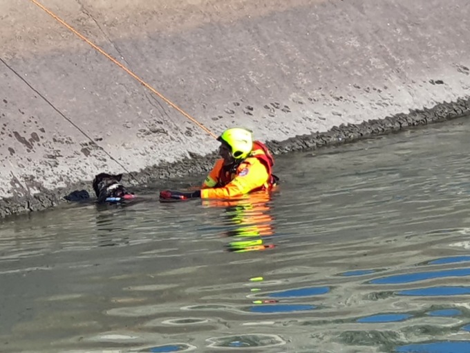 Vigili del Fuoco salvano cane nel canale