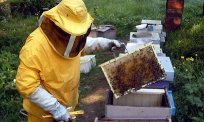 Miele: 2 milioni di euro a sostegno degli apicoltori piemontesi
