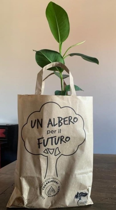 L’albero di Falcone mette radici anche a San Mauro