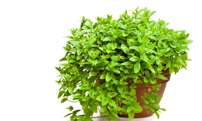 In regalo con La Nuova Periferia di Settimo i semi di menta