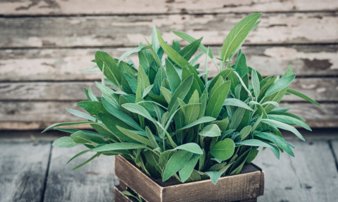 Questa settimana in regalo con La Nuova Periferia di Settimo i semi di salvia