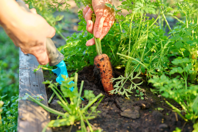 Carota: croccante radice, amata da tutti