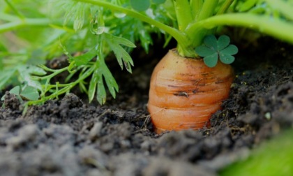 Questa settimana La Nuova Periferia di Settimo vi regala le carote