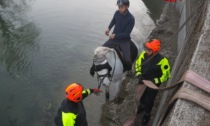 Cavallo cade nel canale: tre ore di intervento per salvarlo