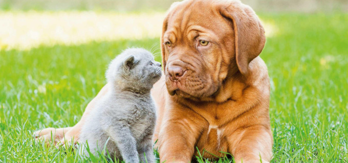 La primavera è arrivata e il Pelosauro propone i migliori prodotti per animali