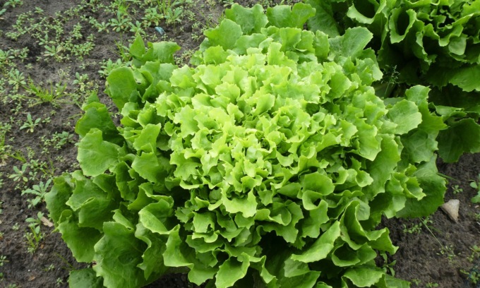 Questa settimana in regalo con La Nuova Periferia di Settimo l’indivia scarola verde