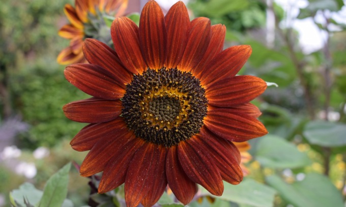 Girasole evening sun,  in regalo con La Nuova Periferia di Settimo