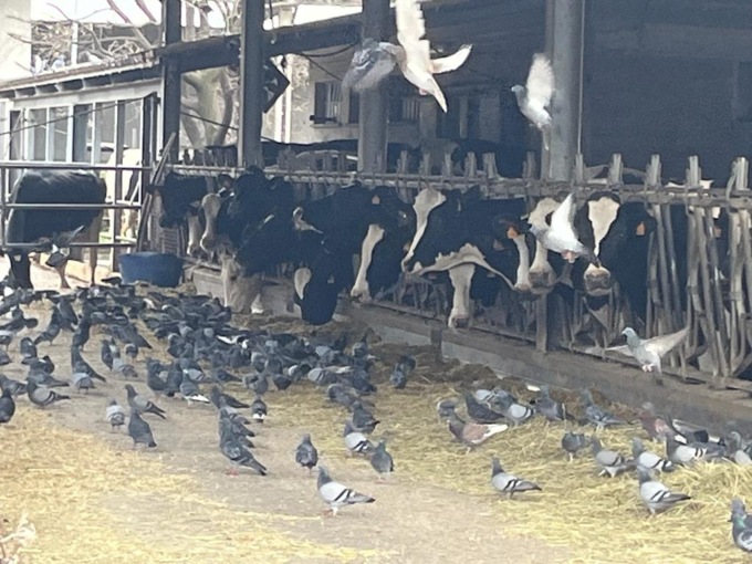 Emergenza piccioni: Torino si impegna per un piano di contenimento