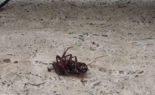 Emergenza blatte a San Mauro Torinese