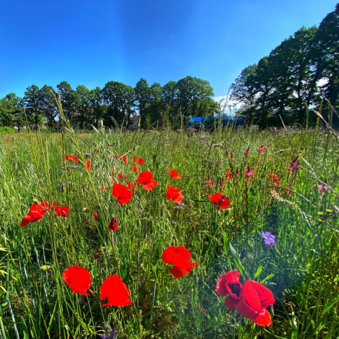 Settimo Torinese e l’ambiente: il Comune propone un questionario ai cittadini