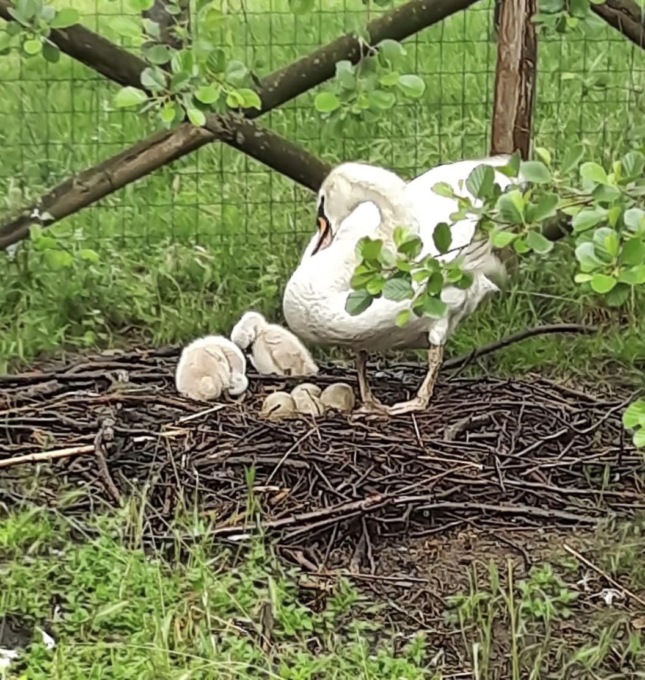 Rapiti due piccoli di cigno: “Riportateli prima che muoiano”