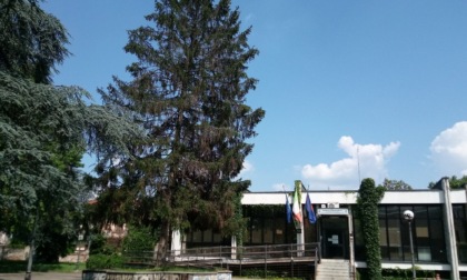 Appello di Legambiente: "Salviamo gli alberi di piazza degli Alpini"