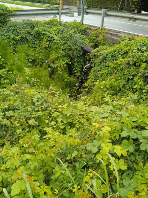 ll rio di valle Baudana invaso dalla vegetazione