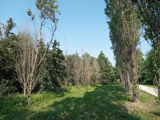 L’SOS di Legambiente: “A Settimo strage di alberi”