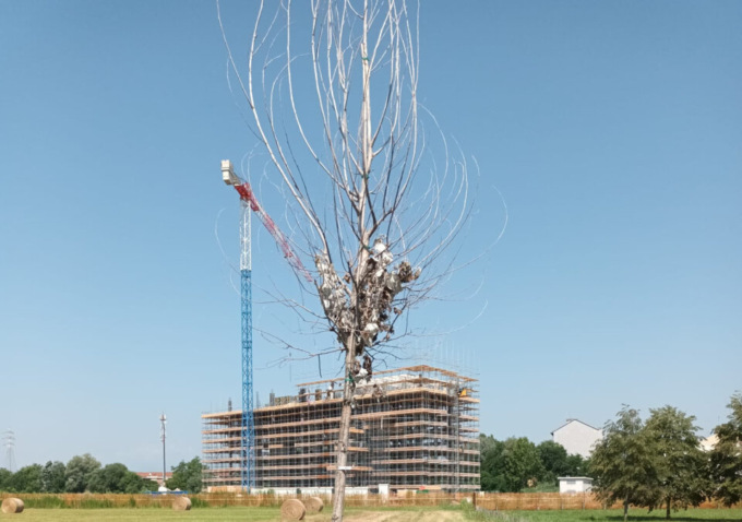 “A Settimo continua la strage di alberi”