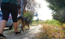 Cani costretti a passeggiare indossando calzini per evitare dolori e visite «extra» dal veterinario