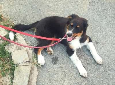 Lega il cane alla ringhiera e poi fugge via in auto