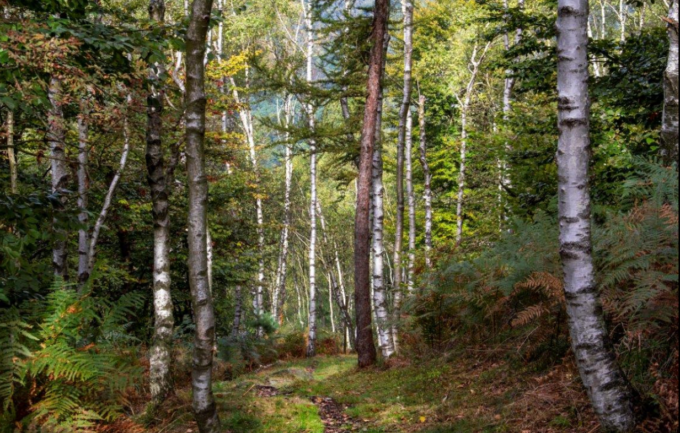 San Mauro punta sul verde: 20 mila euro per mappare e valorizzare il patrimonio boschivo