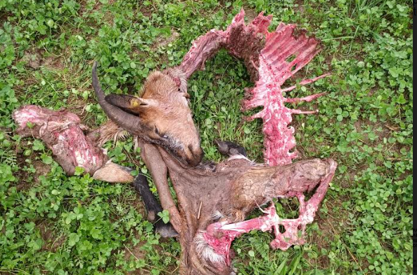 Branco di lupi assale due greggi in poche ore: “Il pericolo è sotto casa”