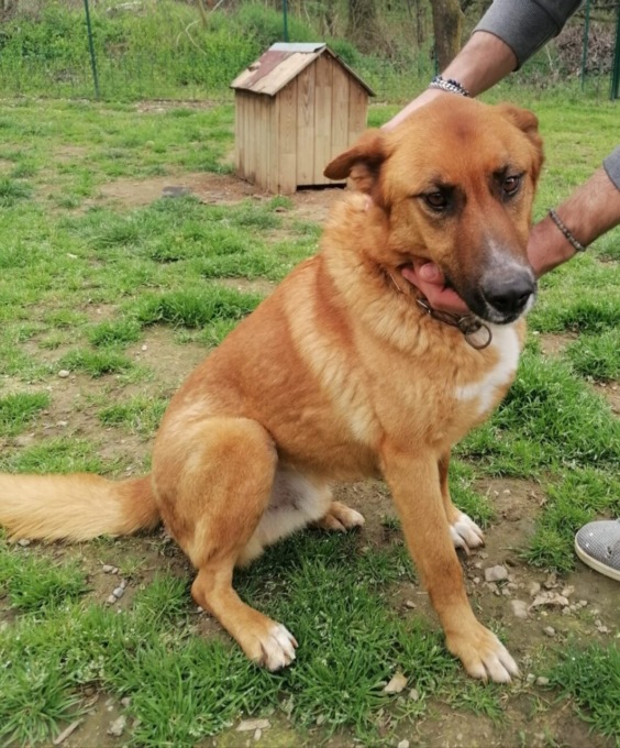 Restyling per il canile di strada  Cuorgné