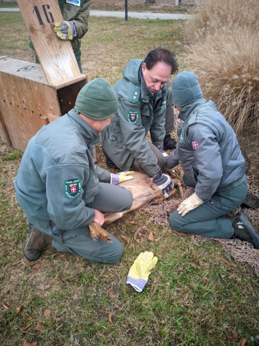 Femmina di capriolo trovata nel centro di Settimo