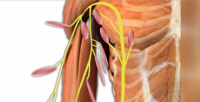 A Torino per la prima volta al mondo usati i nervi del piede per ripristinare l’uso della mano
