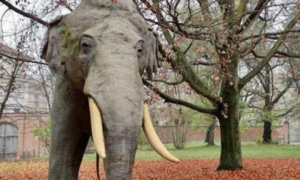 Museo regionale di Scienze naturali: il viaggio dell'elefante Fritz annuncia la riapertura