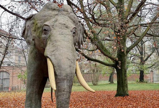 Museo regionale di Scienze naturali: il viaggio dell’elefante Fritz annuncia la riapertura