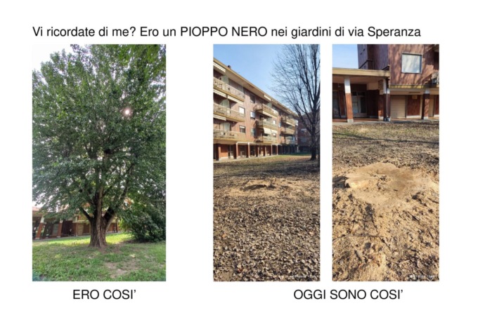 “A San Mauro stanno abbattendo alberi storici che sarebbero salvabili”